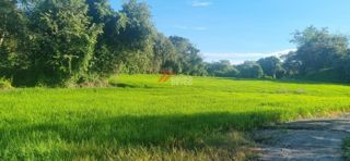 Lote de 24 hectáreas en Lérida, Tolima, foto 8