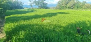 Lote de 24 hectáreas en Lérida, Tolima, foto 4