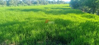 Lote de 24 hectáreas en Lérida, Tolima, foto 2